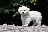 BICHON FRISE 500